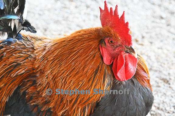 rooster 2 graphic